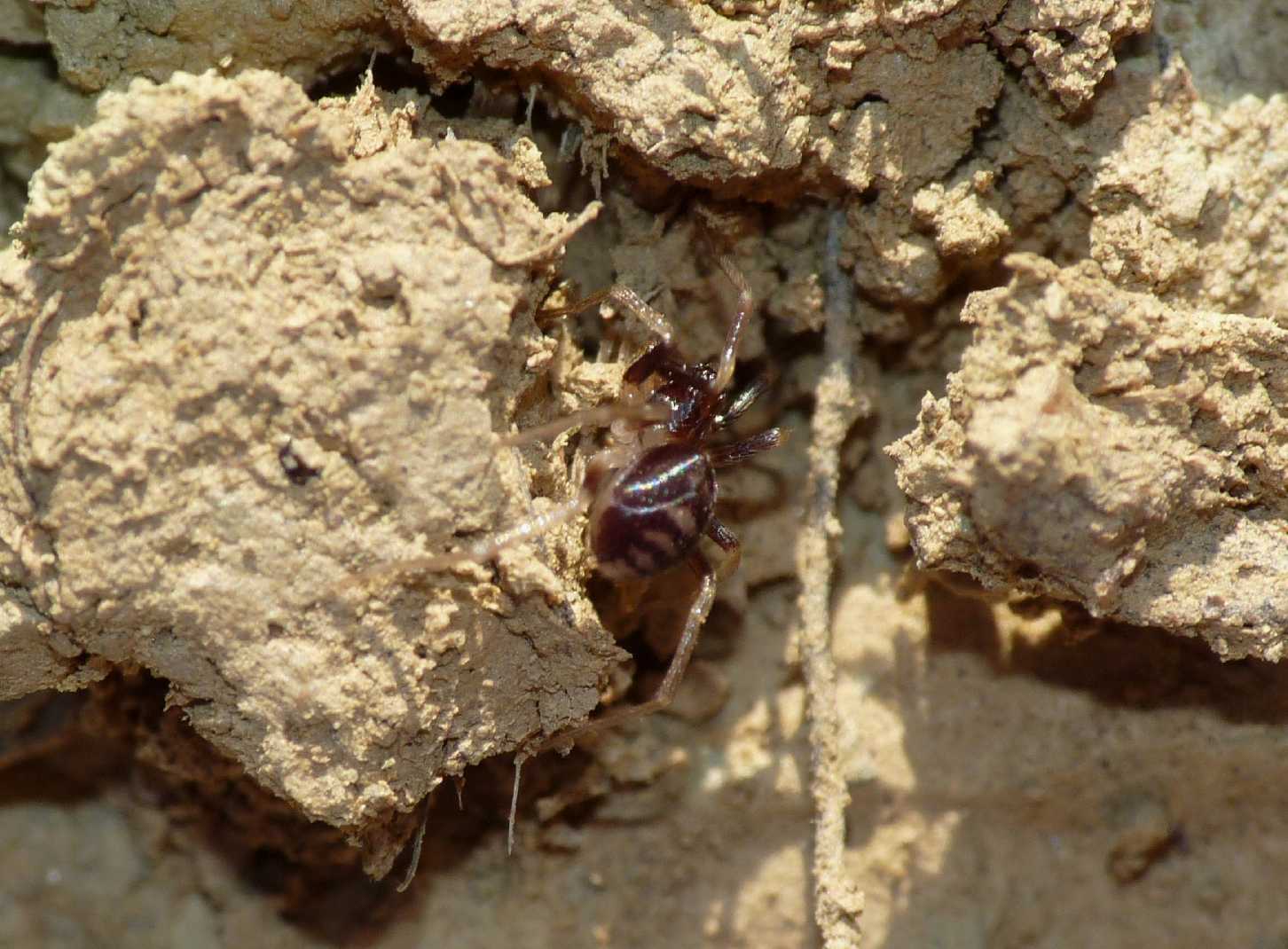 Zodarion sp.